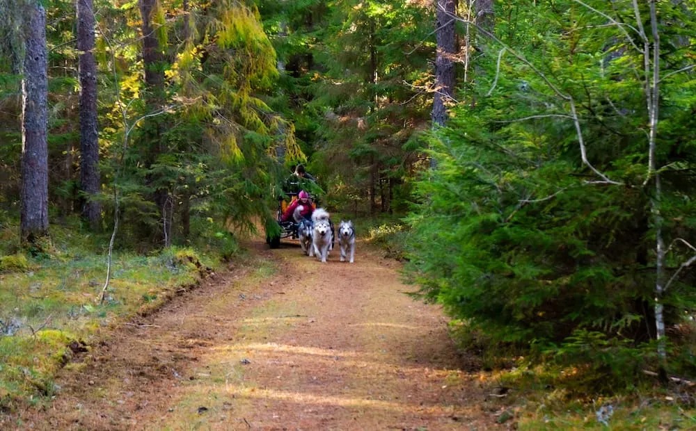Dog-Sledding in Kõrvemaa, Estonia
