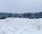 Pushing sledges are traditional sledges to move around on the islands in North Estonia in winter-time
