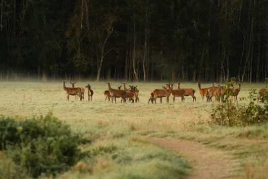Red deer herd in open meadow at Toosikannu nature reserve Estonia