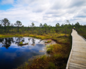 ©J. Leppmets. Wooden paths make the bog visit easy for every age
