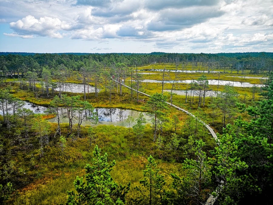 Panoramic view of Viru Bog wetlands and boardwalk trails in Lahemaa National Park.