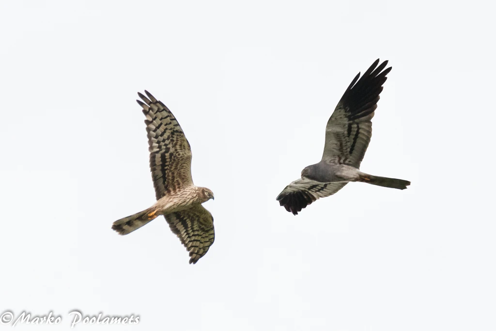 Two harriers in flight against a pale sky
