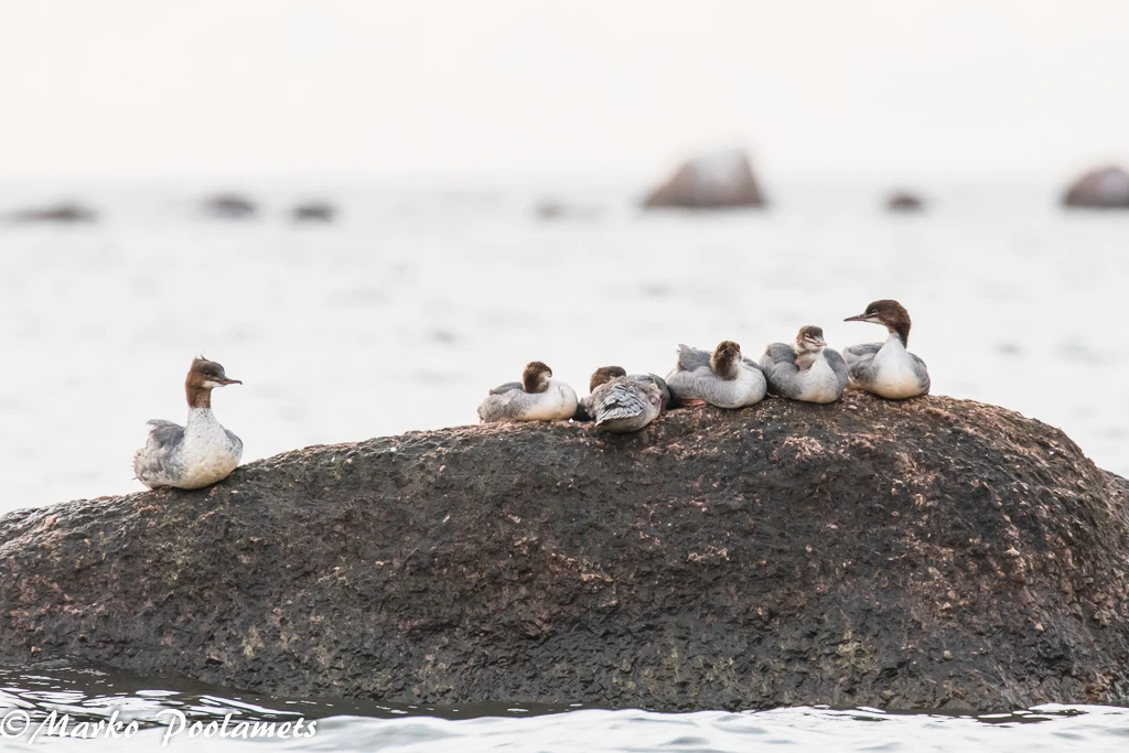 Goosanders resting on a rock in shallow coastal water