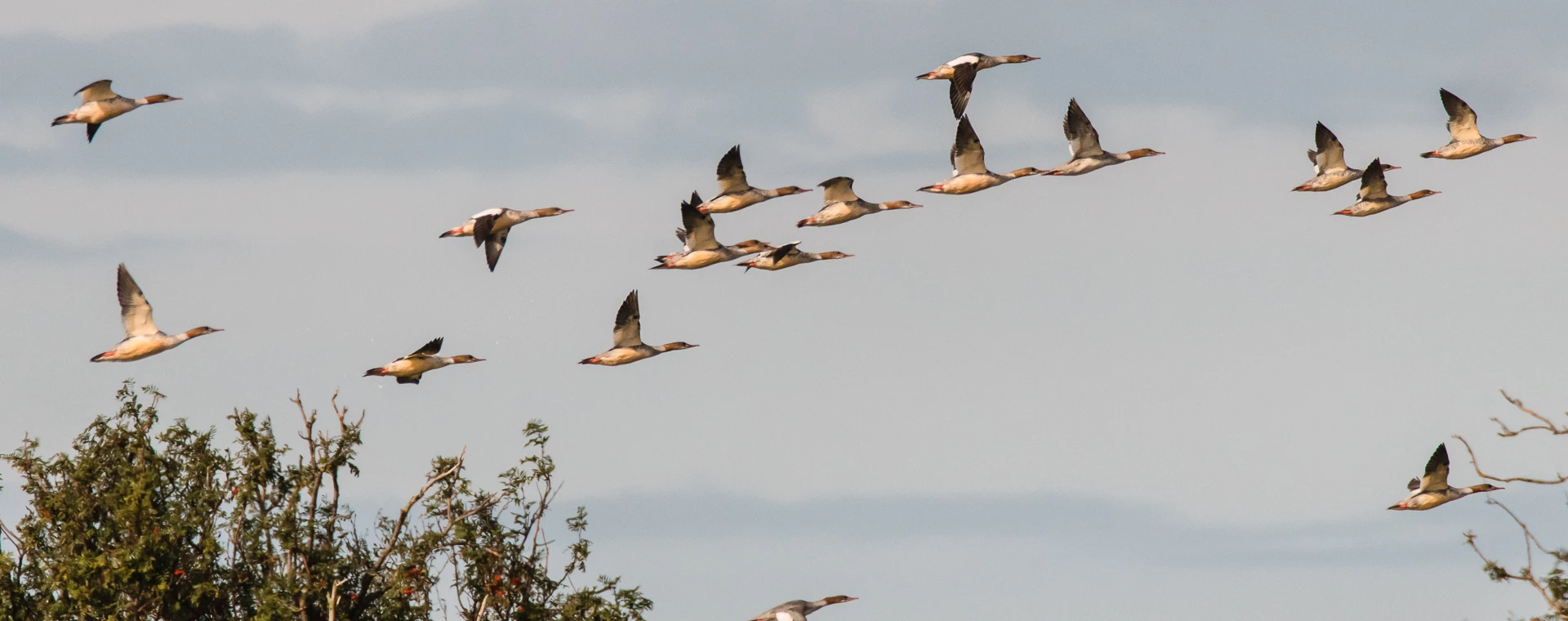 Flock of Goosanders flying low along the coast