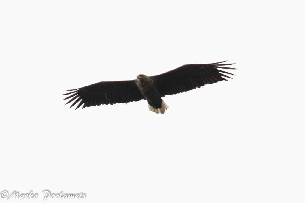 White-tailed Eagle in flight with its wings spread