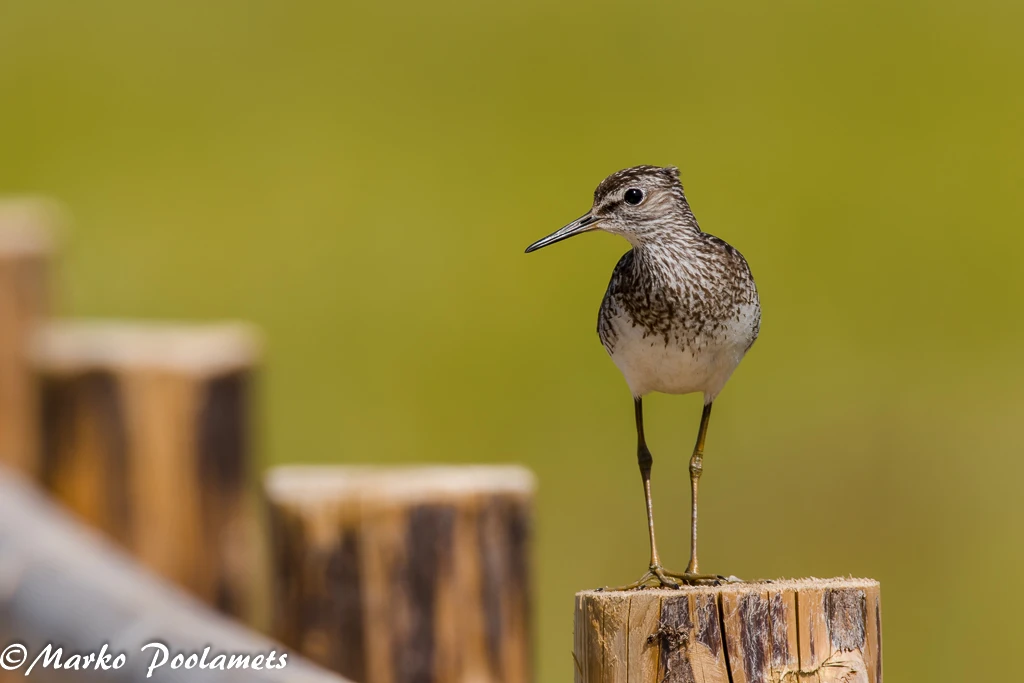 Wood Sandpiper standing on a wooden post
