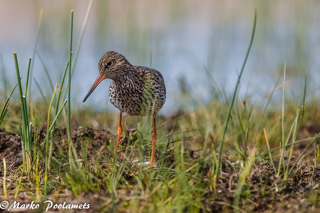 Common Redshank standing among grass on a wet coastal meadow