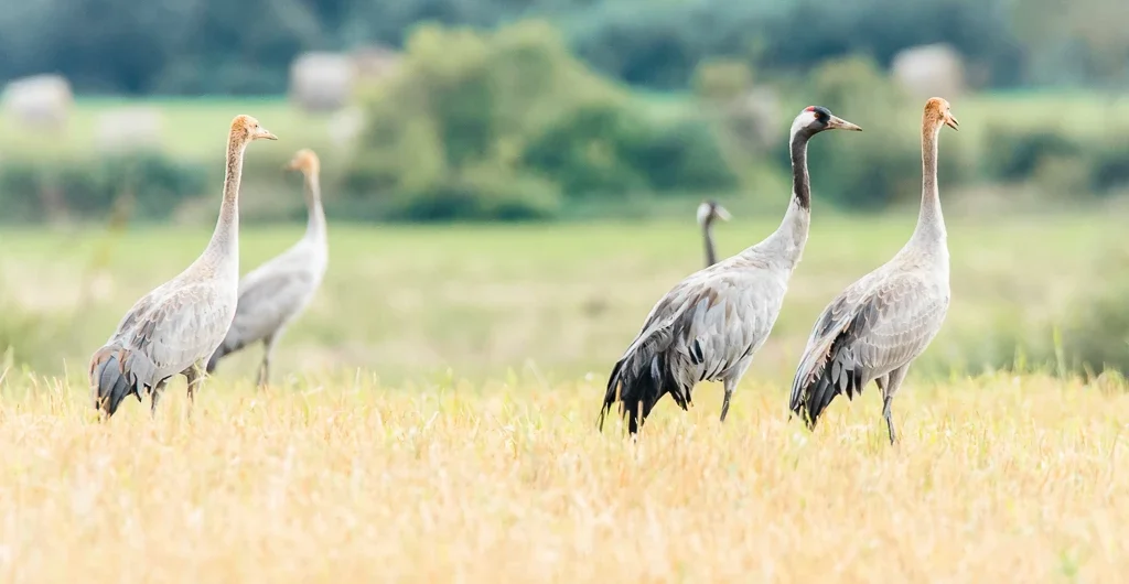 Common Cranes feeding in an open field in Estonia